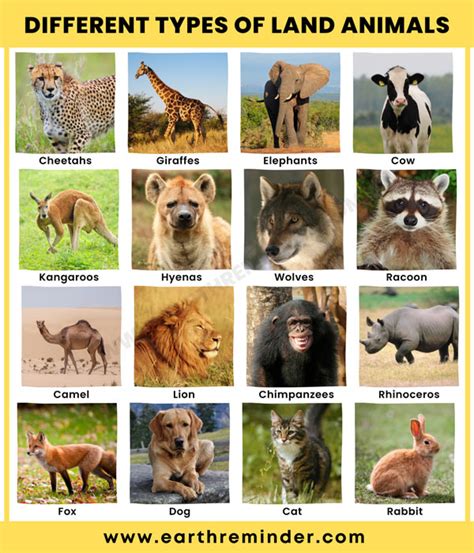 terrestrial animals pictures|Land Animals – Facts, List, Pictures.